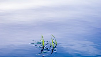 A pond with clear water is healthy.