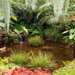 Water garden with fern plantings