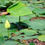 Lilly pads